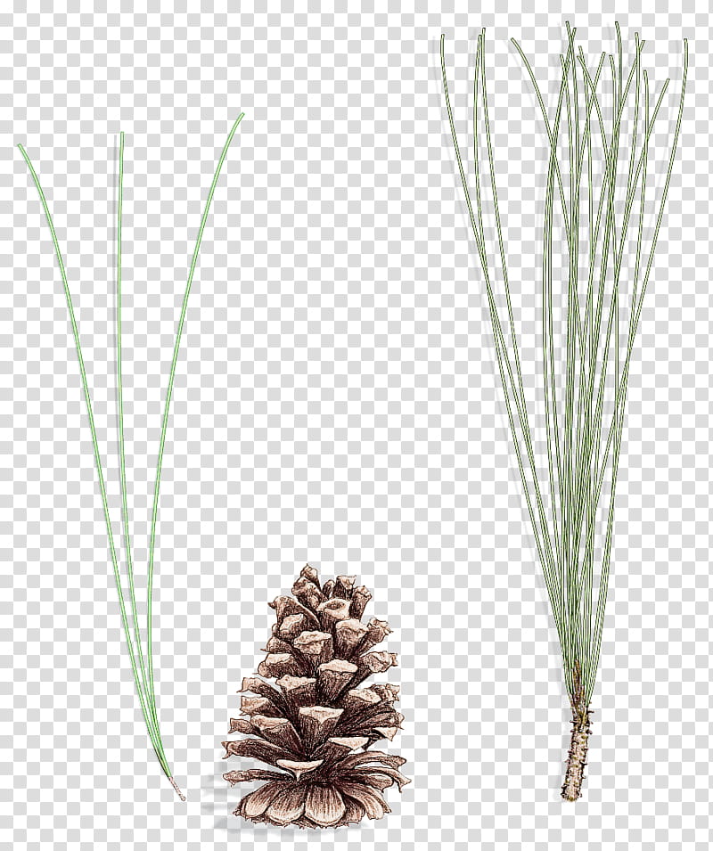 white pine red pine sugar pine shortstraw pine lodgepole pine, Plant, Loblolly Pine, Jack Pine, Western Yellow Pine, Georgia Pine, Grass Family, American Pitch Pine transparent background PNG clipart