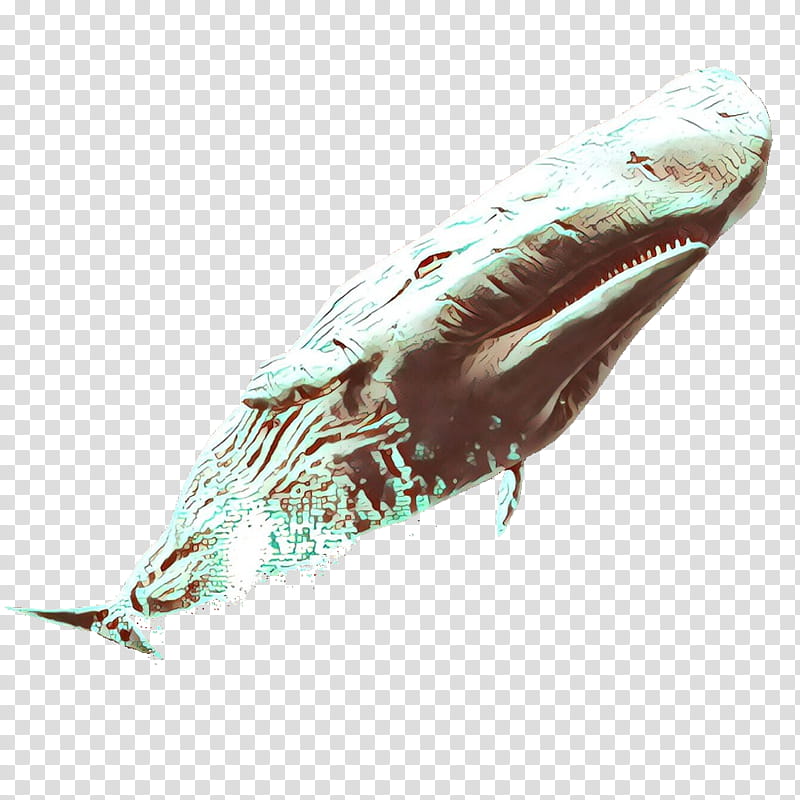 marine mammal humpback whale cetacea whale blue whale, Cartoon transparent background PNG clipart