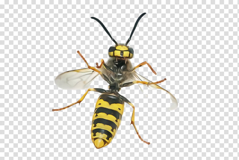 insect eumenidae pest wasp wasp, Membranewinged Insect, Hornet, Megachilidae transparent background PNG clipart