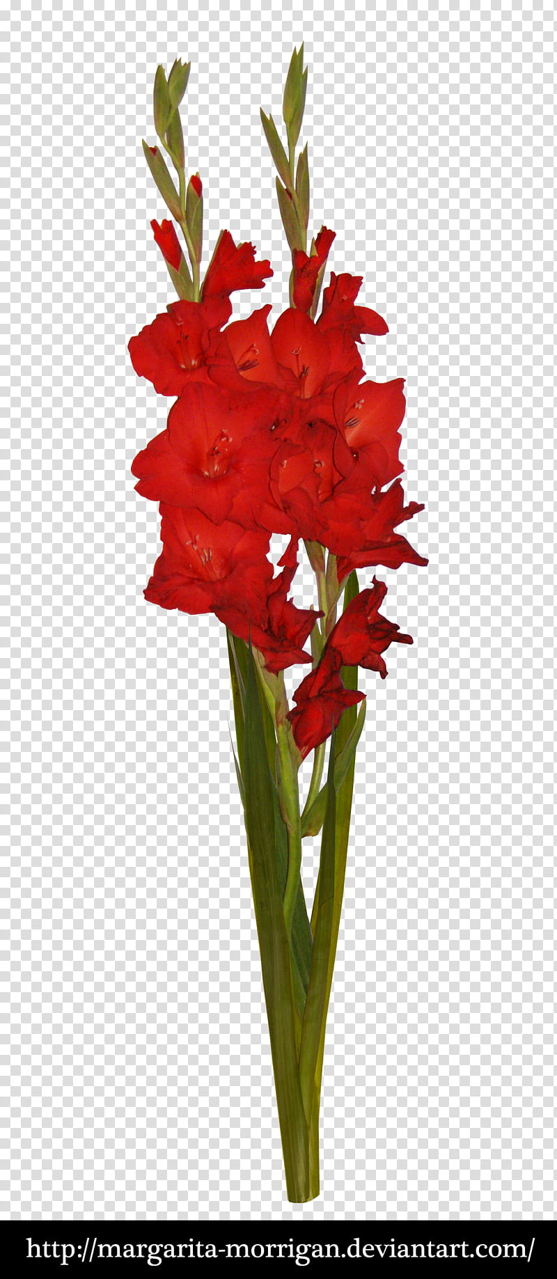 Red gladiolus, red petaled flower art transparent background PNG clipart