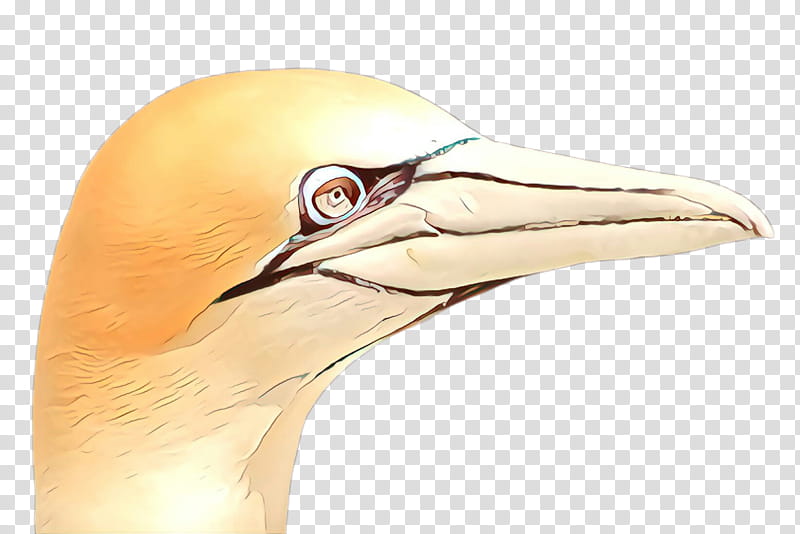 beak bird northern gannet gannet close-up, Cartoon, Closeup, Suliformes, Whooping Crane, Wildlife, Seabird transparent background PNG clipart