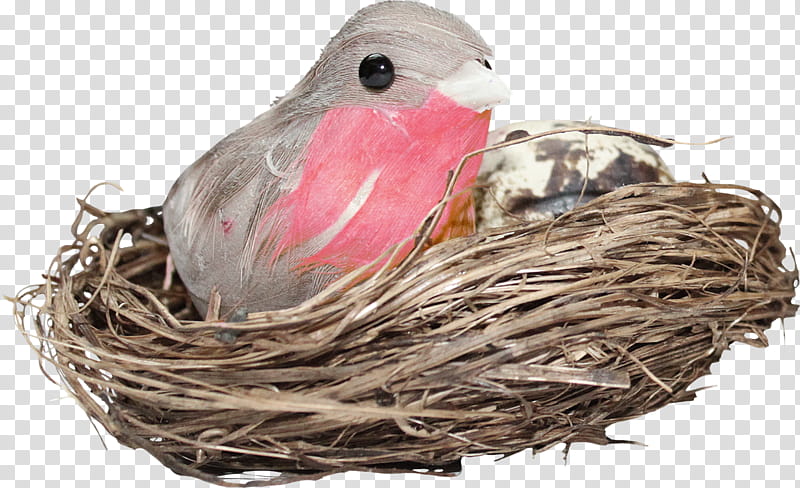 Swallow Bird, Edible Birds Nest, Bird Nest, Lovebird, Egg, Bird Houses, Gift Basket, Stork transparent background PNG clipart