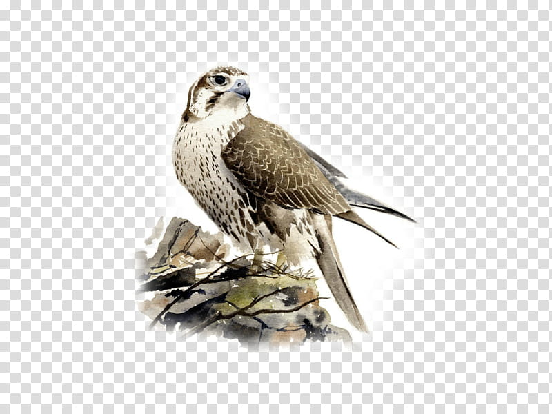 Bird Drawing, Watercolor Painting, Falcon, Fine Arts, Zodiac, Artist, Peregrine Falcon, Bird Of Prey transparent background PNG clipart