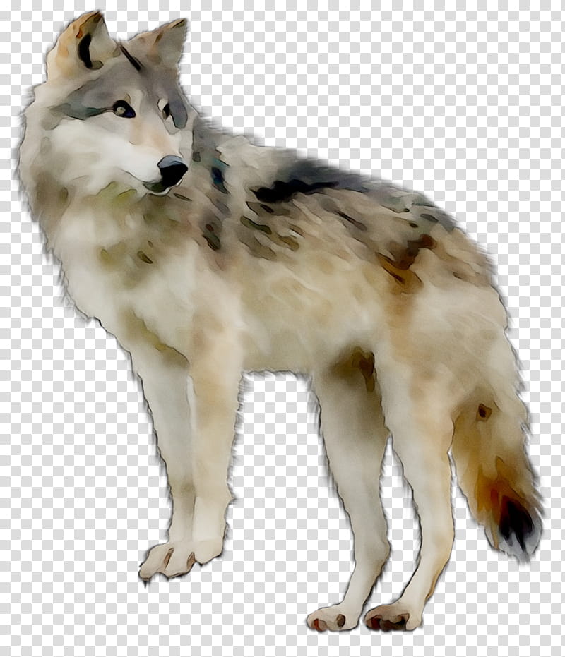 Dogs, Saarloos Wolfdog, Czechoslovakian Wolfdog, Tamaskan Dog, Northern Inuit Dog, Canadian Eskimo Dog, Greenland Dog, Utonagan transparent background PNG clipart