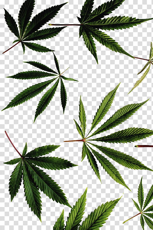 marijuana leaf art transparent background PNG clipart