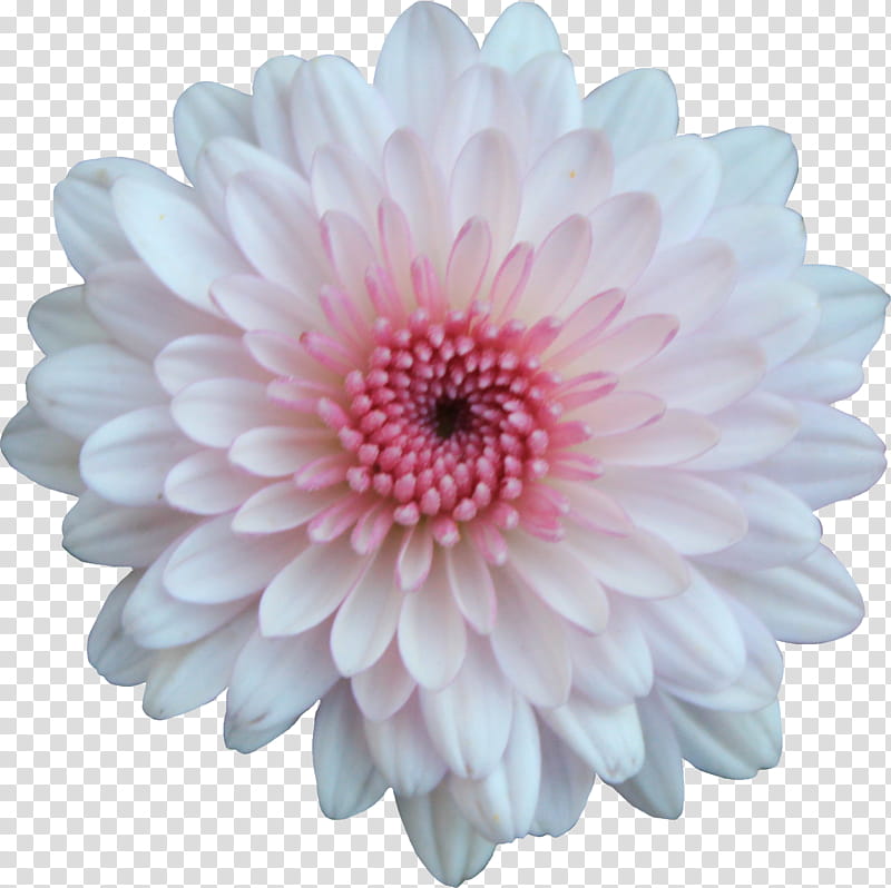 Pink and White Mum, white and pink petaled flower screenshot transparent background PNG clipart