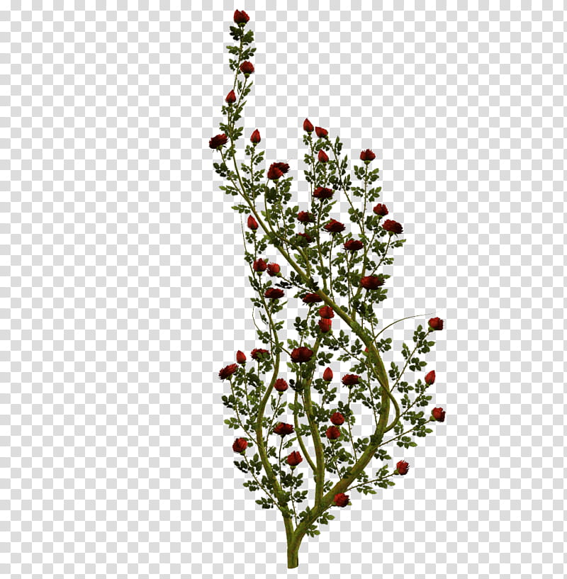Various Flowers , red-petaled flower plant transparent background PNG clipart