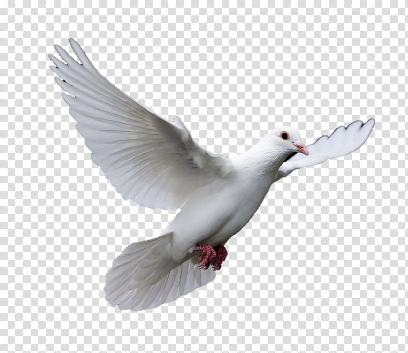 Dove Bird, Pigeons And Doves, Homing Pigeon, Racing Homer, Release Dove, Squab, Rock Dove, Columbiformes transparent background PNG clipart