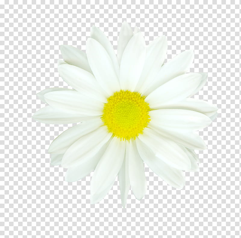 Daisy, White, Oxeye Daisy, Flower, Mayweed, Gerbera, Camomile, Chamomile transparent background PNG clipart