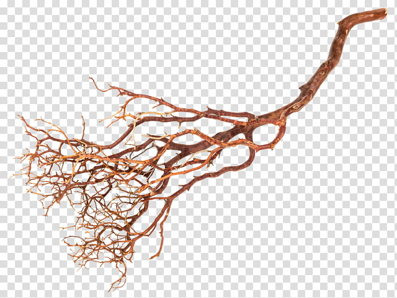 Tree Root, Twig, Branch, Manzanita, Sweetgums, Plant Stem, Wood, Liana transparent background PNG clipart