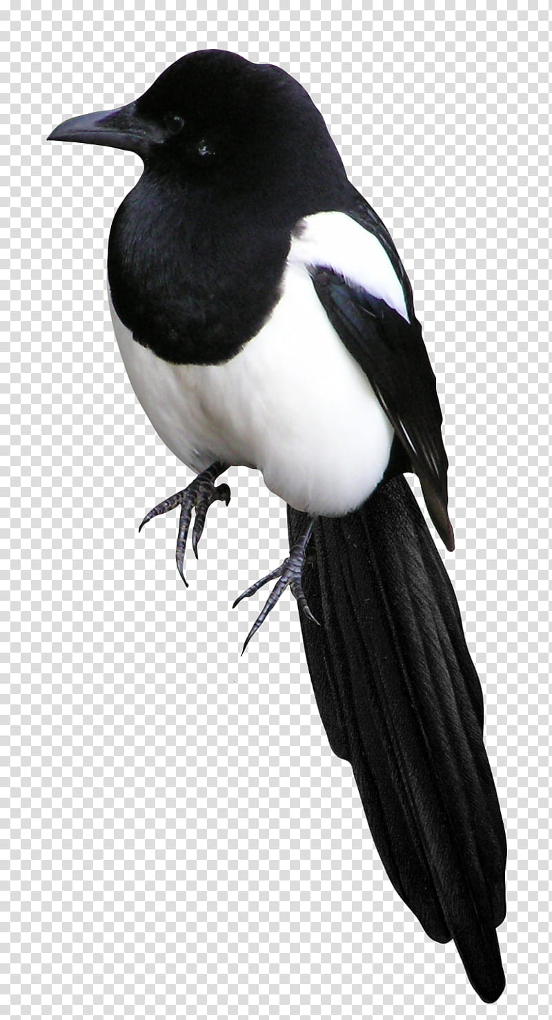 Painting, Eurasian Magpie, Bird, Crows, Animal, Black And White
, Crow Like Bird, Beak transparent background PNG clipart