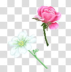 Pixel Flower Studies, two pink and white flowers illustration transparent background PNG clipart