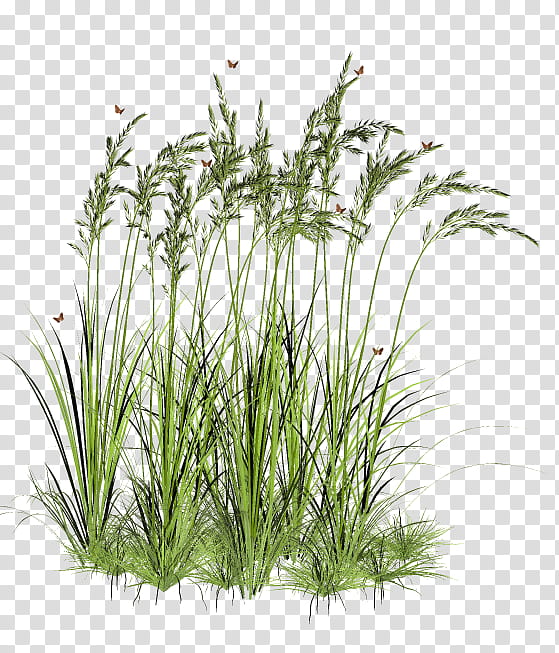 TWD Summer Grass, green grass transparent background PNG clipart