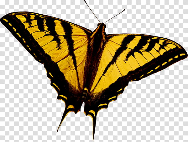 black and yellow swallowtail butterfly transparent background PNG clipart