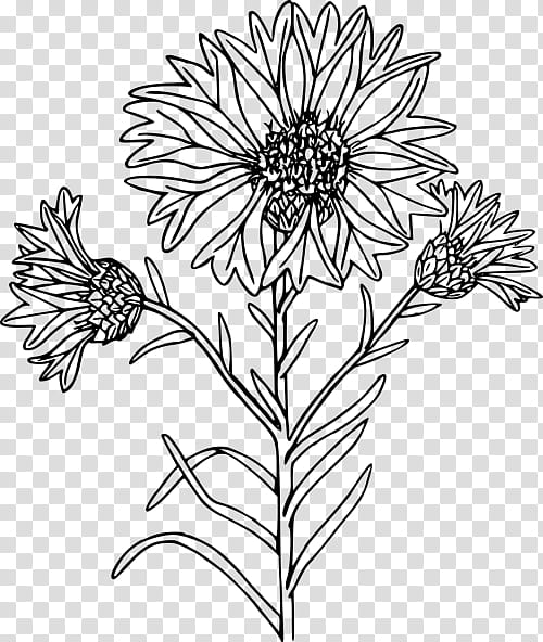 Drawing Of Family, Wildflower, Floral Design, Plants, Line Art, Colorado Blue Columbine, Canna, Coloring Book transparent background PNG clipart