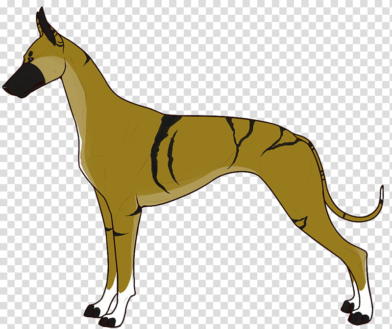 Dog, Whippet, Greyhound, Italian Greyhound, Spanish Greyhound, Sloughi, Polish Greyhound, Azawakh transparent background PNG clipart