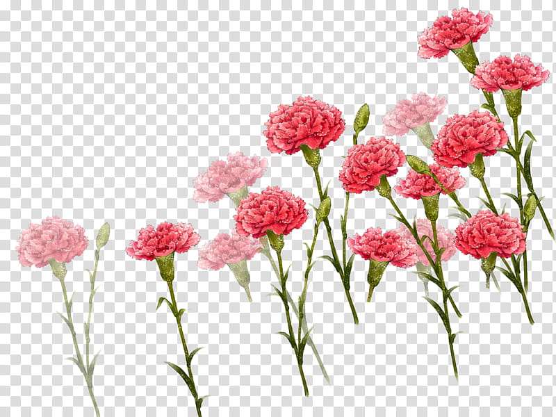 Background Family Day, Carnation, Mothers Day, Flower, Gratis, Poster, Gift, Plant transparent background PNG clipart