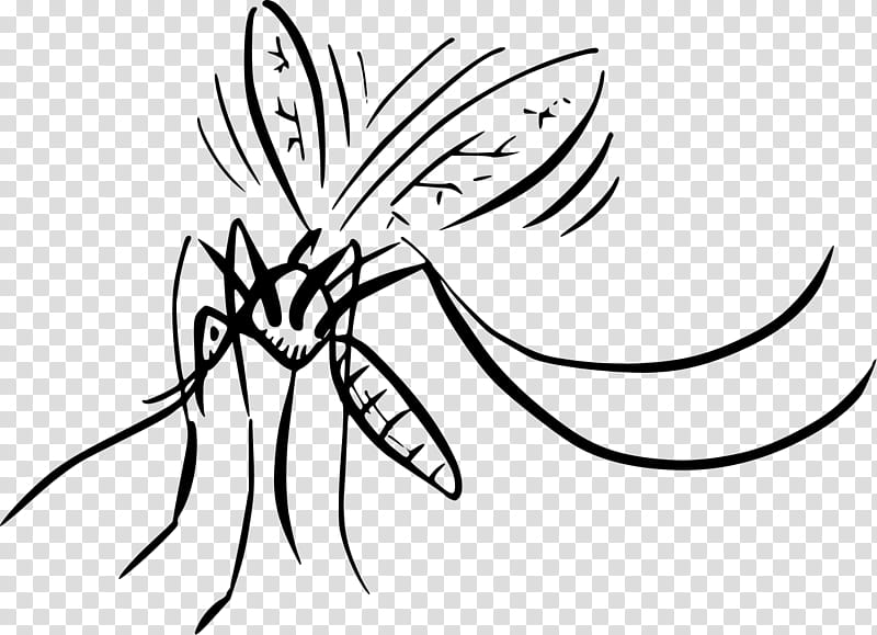 Black And White Flower, Mosquito, Insect, Mosquito Control, Drawing, Larvicide, Bacillus Thuringiensis Israelensis, Line Art transparent background PNG clipart