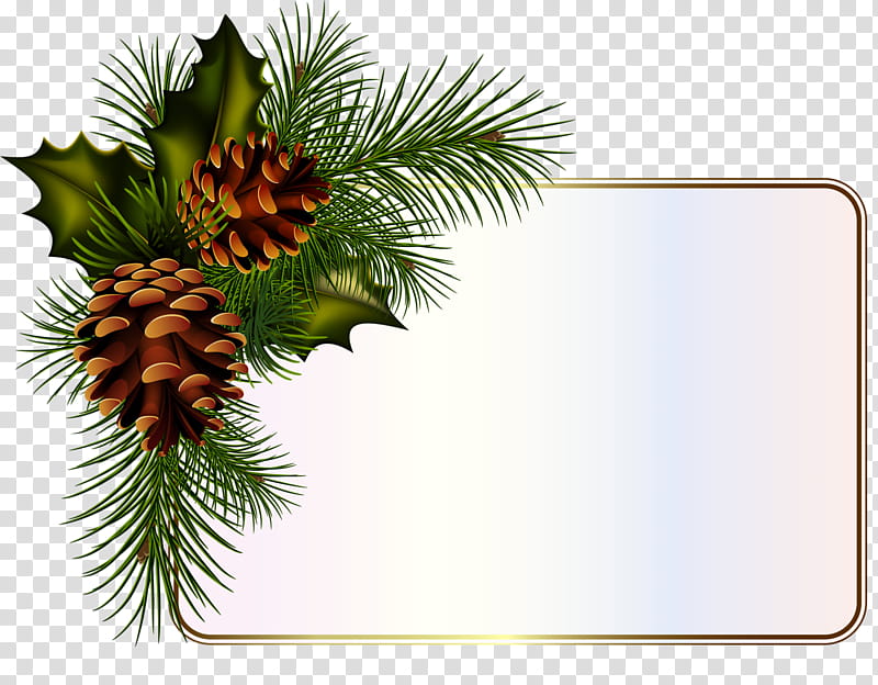 Christmas Black And White, Conifer Cone, Watercolor Painting, Pine, Fir, Drawing, Spruce, Pine Family transparent background PNG clipart