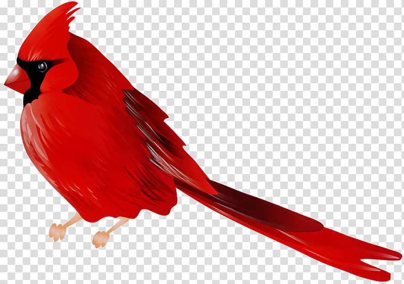 Cardinal Bird, Northern Cardinal, Songbirds, Finches, Arizona Cardinals, House Finch, Aviary, Drawing transparent background PNG clipart