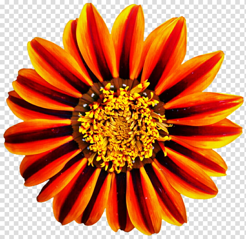 African Desert Daisy transparent background PNG clipart