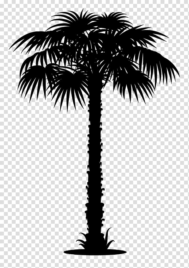 Palm Oil Tree, Asian Palmyra Palm, Sticker, Wall Decal, Palm Trees, Foil, Vinyl Group, Babassu transparent background PNG clipart