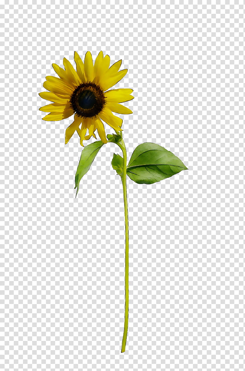 Flowers, Common Sunflower, Yellow, Cut Flowers, Plant Stem, Sunflower Seed, Plants, Petal transparent background PNG clipart