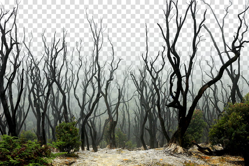 Dead Forest  transparent background PNG clipart