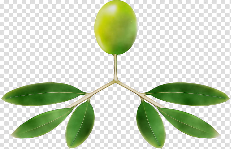 Green Leaf, Plant Stem, Fruit, Plants, Flower, Tree, Olive, Branch transparent background PNG clipart