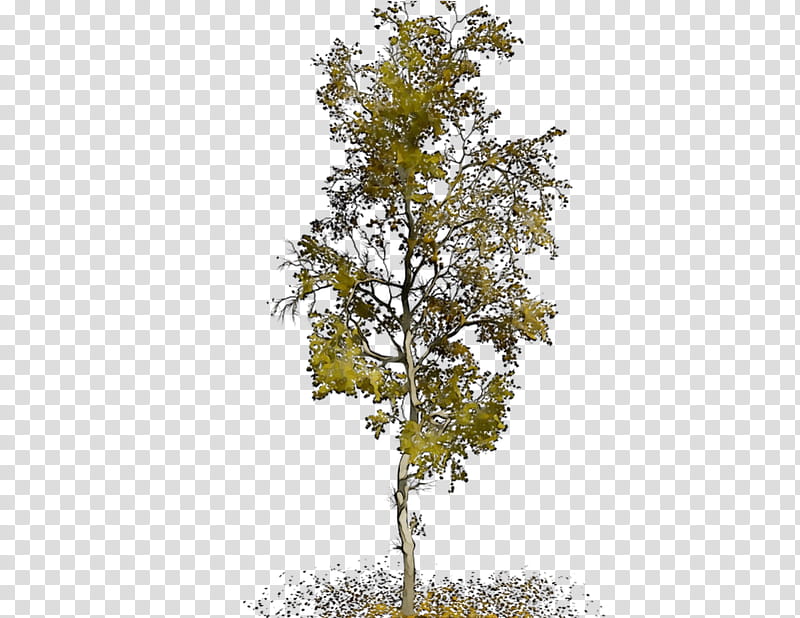Family Tree, Plane Trees, Leaf, Plane Tree Family, Plant, Woody Plant, Canoe Birch, American Larch transparent background PNG clipart