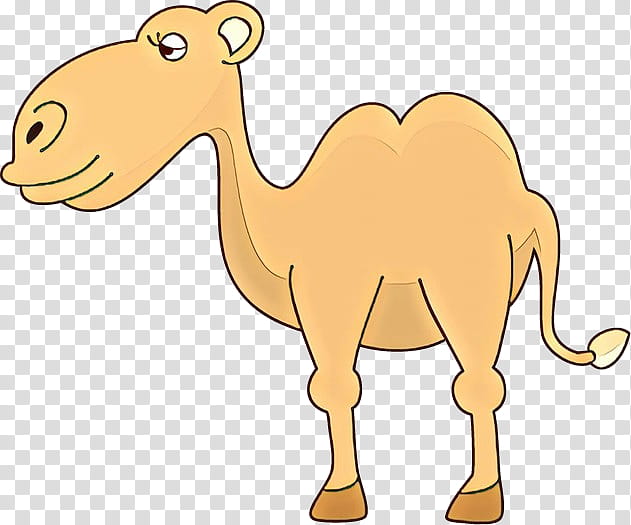 Animal, Dromedary, Snout, Terrestrial Plant, Camel, Camelid, Arabian Camel, Cartoon transparent background PNG clipart