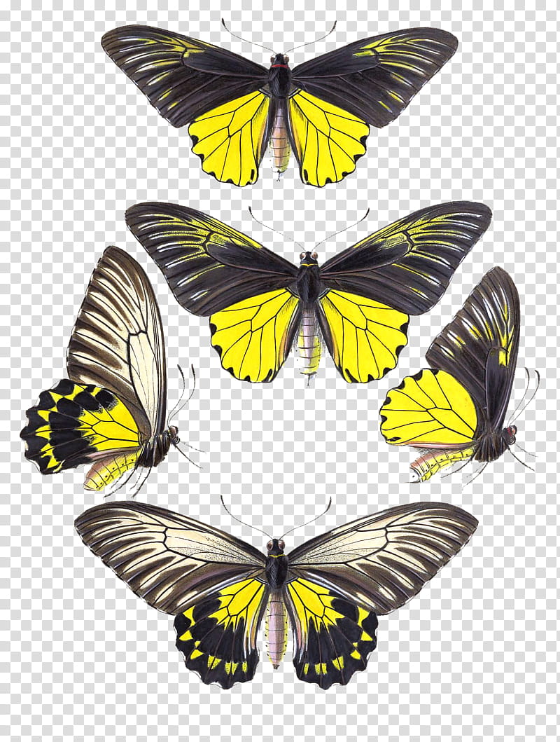 Insects , five yellow-and-black butterflies illustration transparent background PNG clipart
