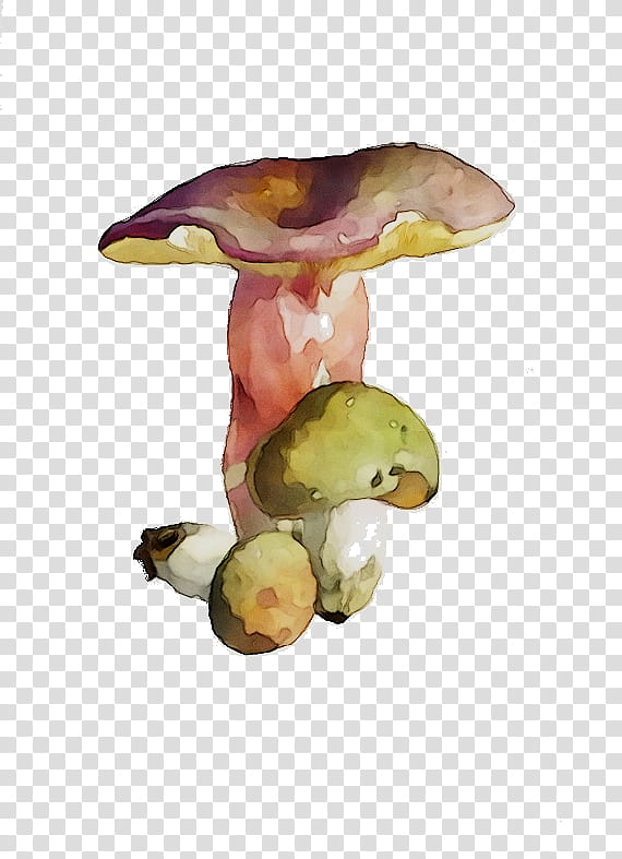 Watercolor Plant, Mushroom, Agaric, Edible Mushroom, Bolete, Watercolor Paint, Fungus, Penny Bun transparent background PNG clipart