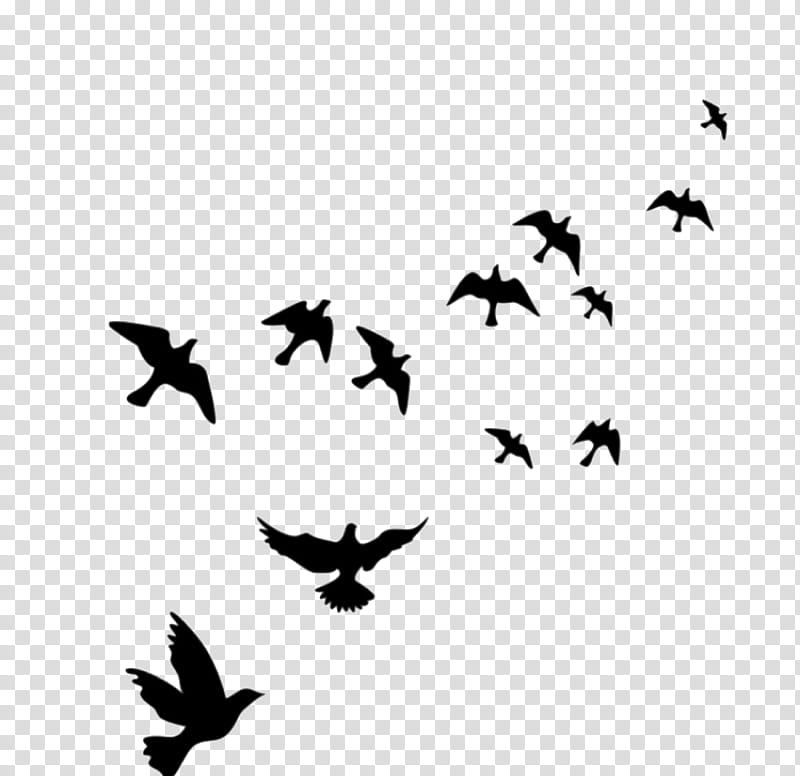Bird Silhouette, Wall Decal, Flight, Mural, Sticker, Common Blackbird, Flock, Room transparent background PNG clipart