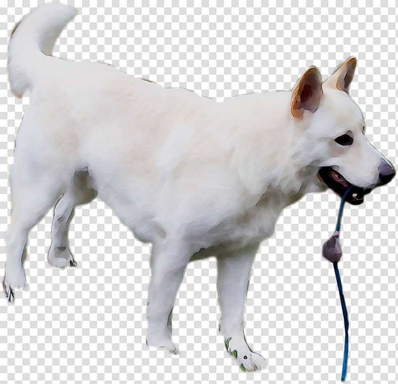 Korean, Pungsan Dog, Canadian Eskimo Dog, Canaan Dog, Korean Jindo, Kishu, Norwegian Buhund, Hokkaido Dog transparent background PNG clipart