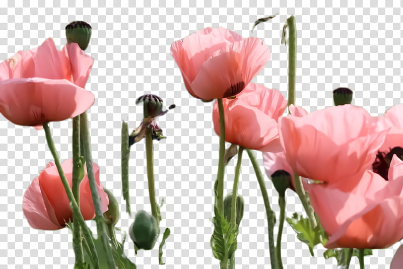 Lily Flower, Poppy Flower, Blossom, Flora, Bloom, Floristry, Cut Flowers, Garden Roses transparent background PNG clipart