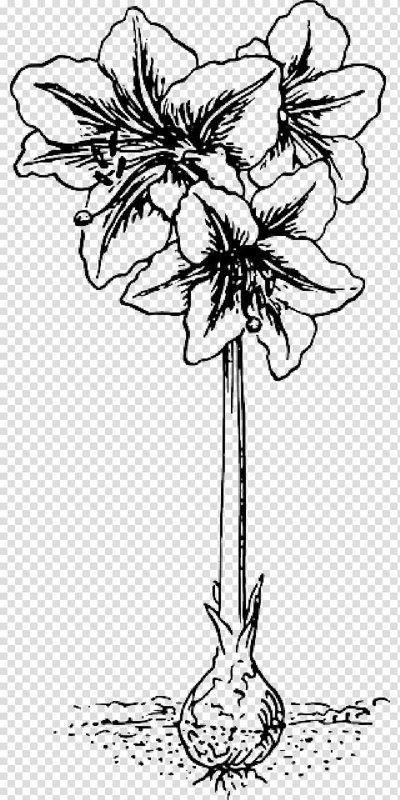 Lily Flower, Tattoo , Jersey Lily, Line Art, Drawing, Amaryllis, Blackandwhite, Plant transparent background PNG clipart