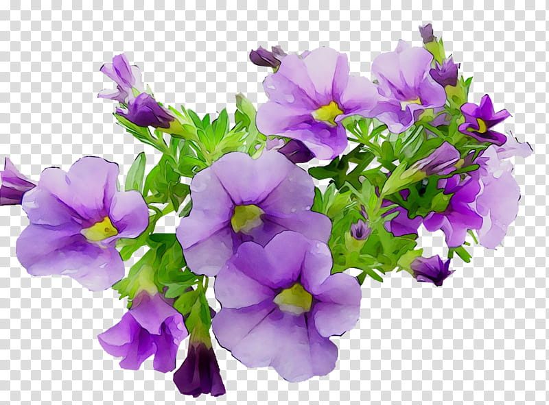 Lavender, Annual Plant, Primrose, Plants, Flower, Purple, Violet, Petal transparent background PNG clipart
