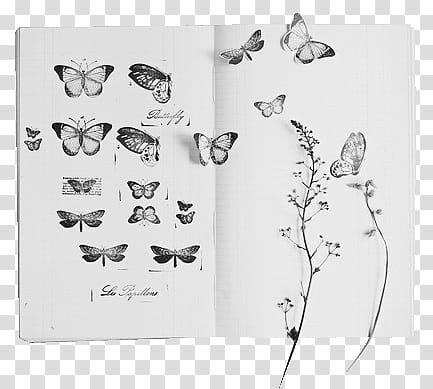 , gray butterfly sketches on white book transparent background PNG clipart