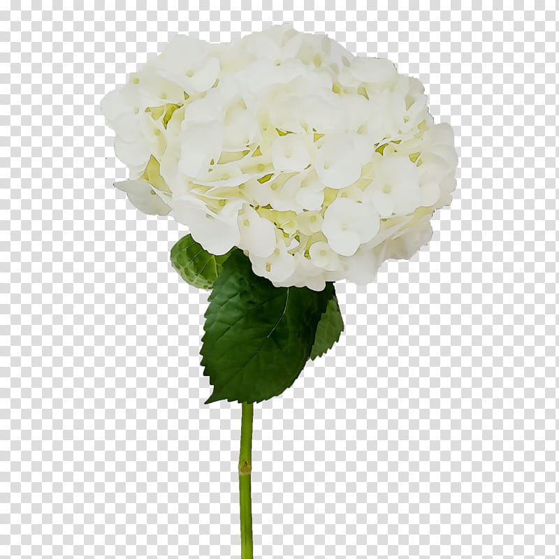 Flowers, Hydrangea, Petal, Cut Flowers, Artificial Flower, Hydrangeaceae, White, Plant transparent background PNG clipart