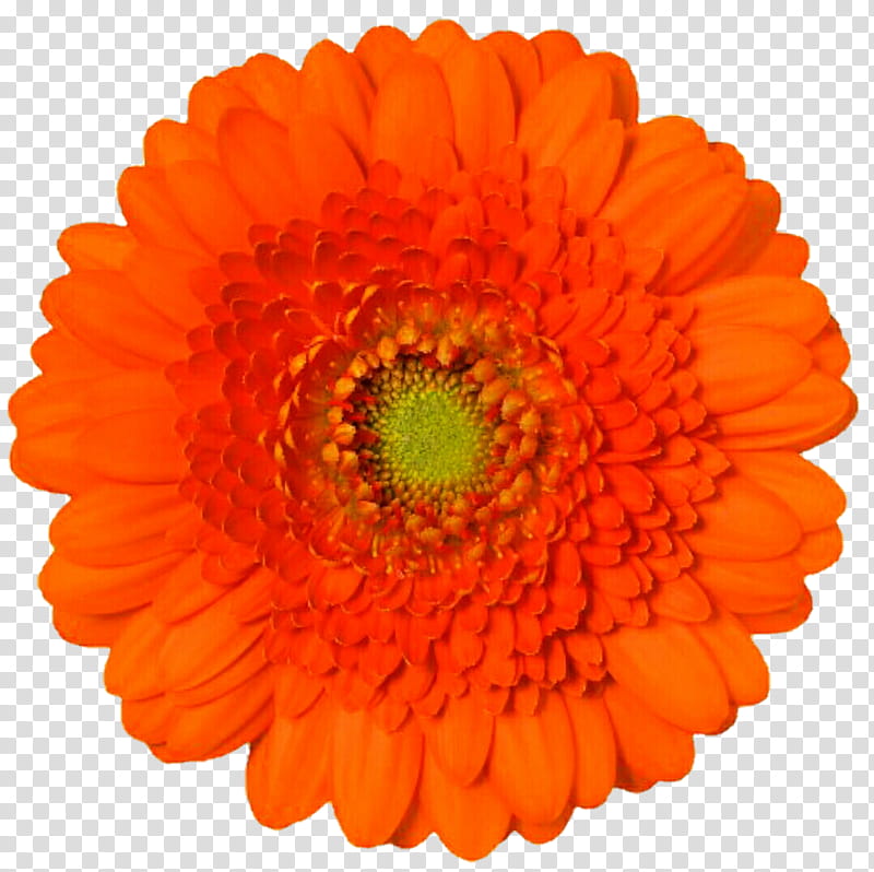 Classic Orange Gerbera Daisy  transparent background PNG clipart