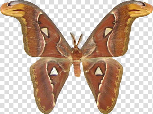Mac Icons Butterflies Set , Atlas Moth, Aticus atlas, Attacus atlas moth transparent background PNG clipart
