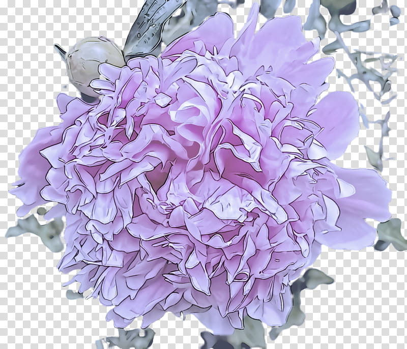 Lavender, Flower, Lilac, Purple, Cut Flowers, Violet, Plant, Hydrangeaceae transparent background PNG clipart