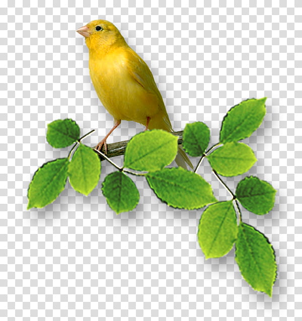 Birthday Anniversary, Drawing, Bird, Birthday
, Atlantic Canary, Yellow, Beak, Songbird transparent background PNG clipart