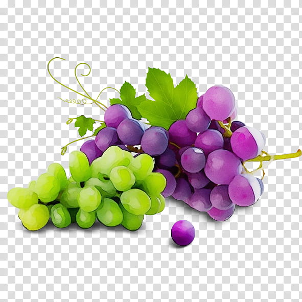 grape seedless fruit grapevine family vitis fruit, Watercolor, Paint, Wet Ink, Plant, Food, Natural Foods, Sultana transparent background PNG clipart