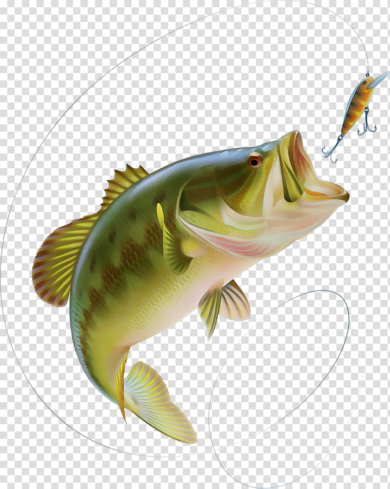 Watercolor Drawing, Paint, Wet Ink, Bass, Largemouth Bass, BASS Fishing, Smallmouth Bass, White Bass transparent background PNG clipart