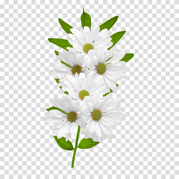 RES White Daisies, white cluster flowers transparent background PNG clipart