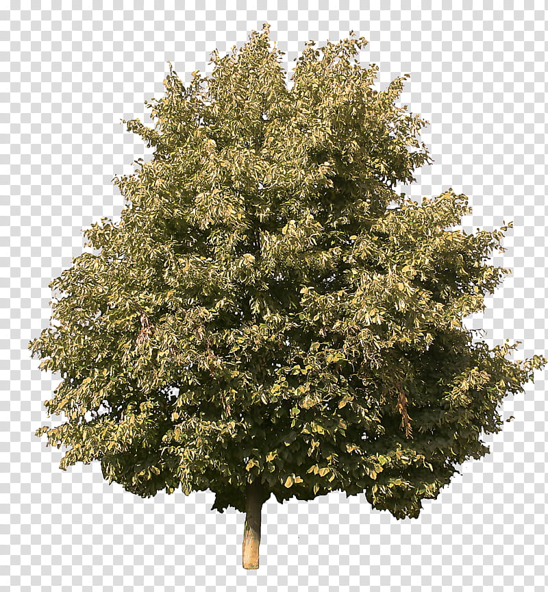 Plane, Tree, Plant, Woody Plant, Flower, American Larch, American Holly ...
