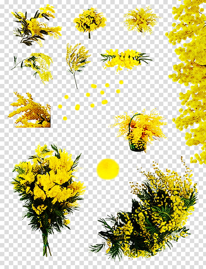 sunflower, Yellow, Plant, Dandelion, Chamomile, Goldenrod, Wildflower, Mayweed transparent background PNG clipart