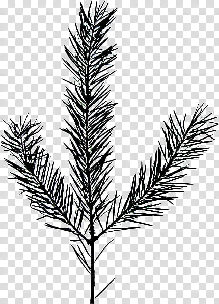 black spruce leaf